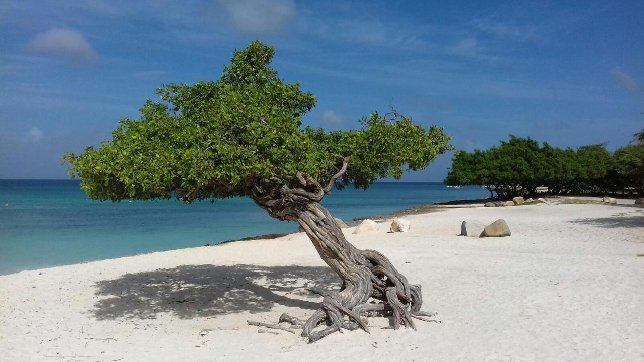 Aruba Harmony Apartments Oranjestad Kültér fotó