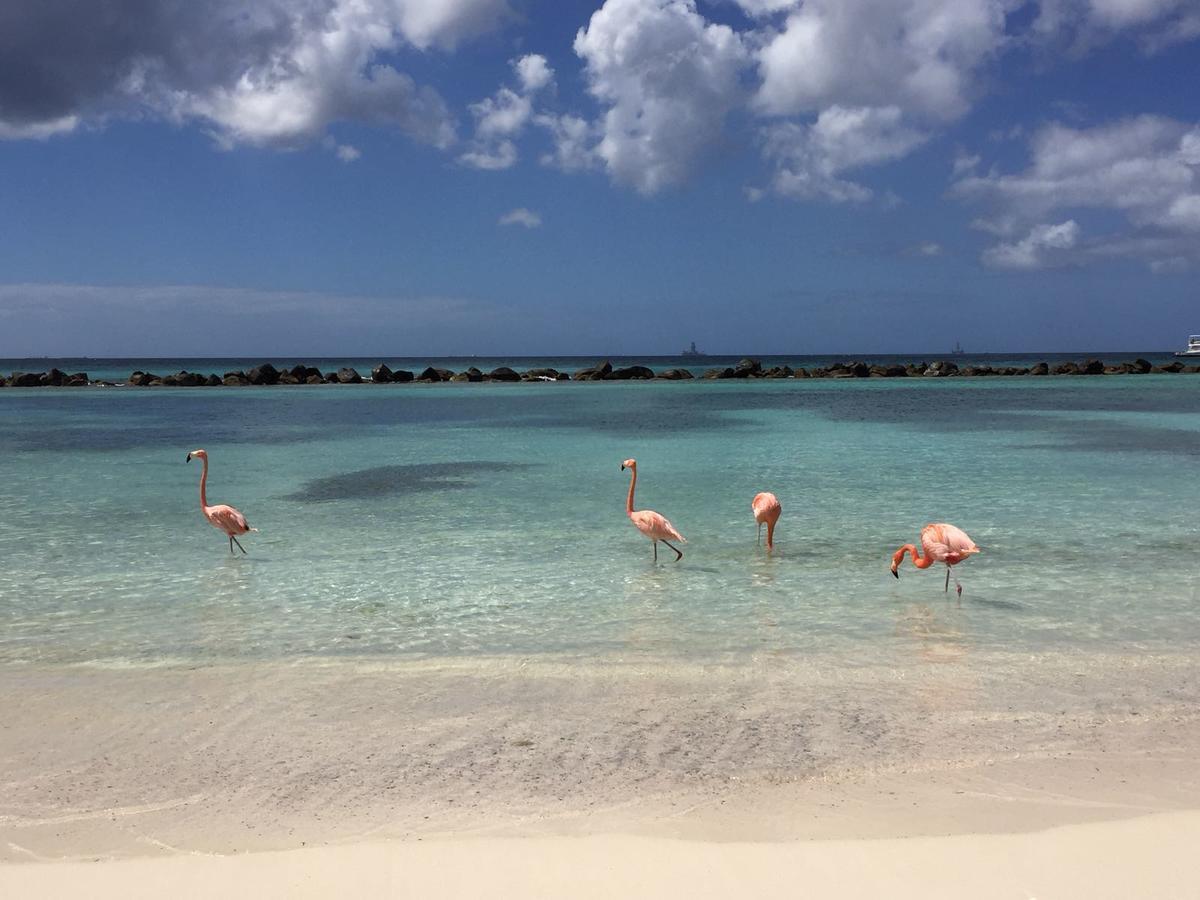 Aruba Harmony Apartments Oranjestad Kültér fotó